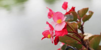 راهنمای جامع گل
