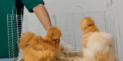 کدام نژاد مرغ برای
