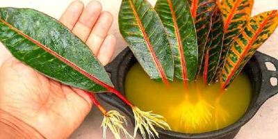 آموزش تکثیر گیاهان