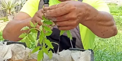 نحوه کاشتن بذر گوجه