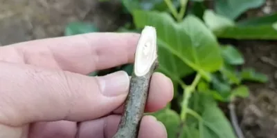 آموزش پیوند زدن