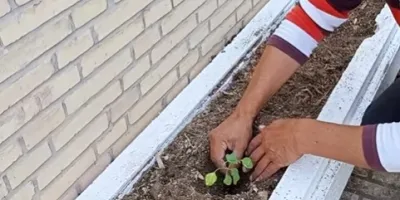 ساخت باغچه با