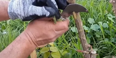 نحوه پیوند گل رز به