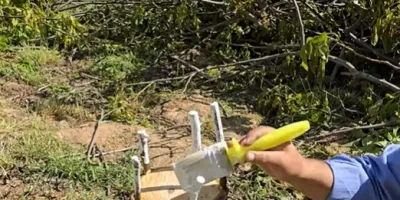 نحوه پیوند درخت
