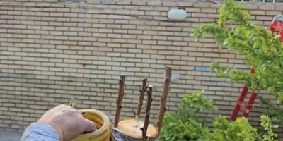 نحوه پیوند تاجی