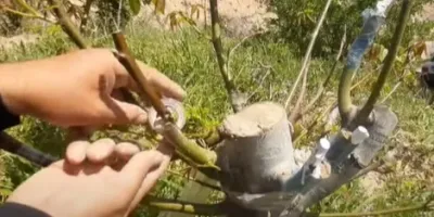 پیوند مجدد گردو به