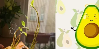 آموزش کاشت اووکادو