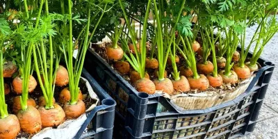 پرورش هویج در جعبه