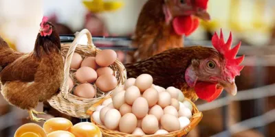 بهترین نژادهای مرغ