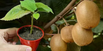 چگونه گیاه کیوی را