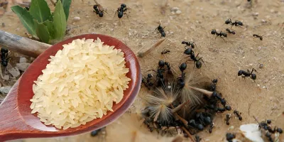 یک راه حل عالی برای