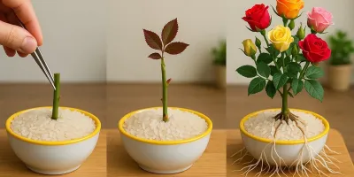 ترفند پرورش گل رز