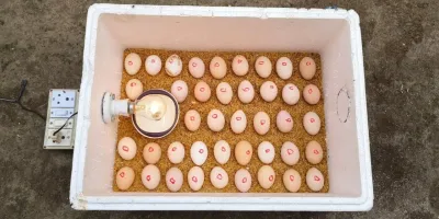 چگونه در خانه