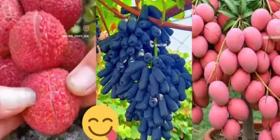 برش خوشمزه میوه های