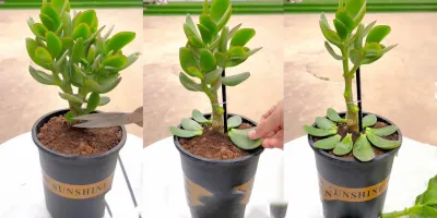 تسلط بر مراقبت از