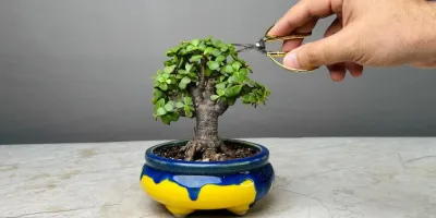 ساخت درخت بونسای در
