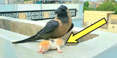 کلاغی یک بچه گربه
