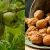 چرا گردوها پوک و بدون مغز می‌شوند؟
