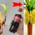 روشی ساده برای کاشت درخت موز با ۱ بطری نوشابه / در خانه درخت موز داشته باش