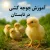 آموزش جوجه کشی در تابستان