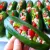 طرز تهیه سالاد شیک و مجلسی / بدون فریز کردن تا سالهل تازه میماند