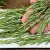 طرز تهیه غذایی خوشمزه و مجلسی با رزماری / افراد کمی رزماری را به این روش تهیه می کنند!