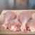 دیگه مرغ رو نه سرخ کن نه آبپز ! خوشمزه ترین روش پخت مرغ مجلسی با مرینیت سس مایونز