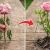 نحوه قلمه زدن و احیای شاخه گل رز پژمرده در ۷ روز