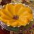 طرز تهیه حلوای کاسه اصیل شیرازی با ترفند بو دادن آرد