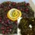 طرز تهیه حمیس توله خوزستانی با دو روش (حمیس پنیرک)