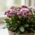 راهنمای کامل نگهداری و پرورش گل سینره