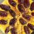 طرز تهیه قیساوا ارومیه؛ صبحانه سنتی و مقوی با طعم بی نظیر خرما و گردو