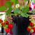 کاشت توت فرنگی در گلدان در خانه؛ راهنمای مرحله به مرحله برای داشتن توت فرنگی های شیرین و تازه