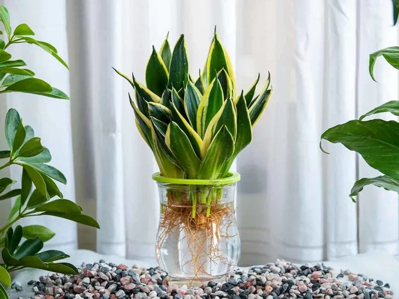 انتخاب بهترین کود برای گیاهانی که در آب رشد می کنند