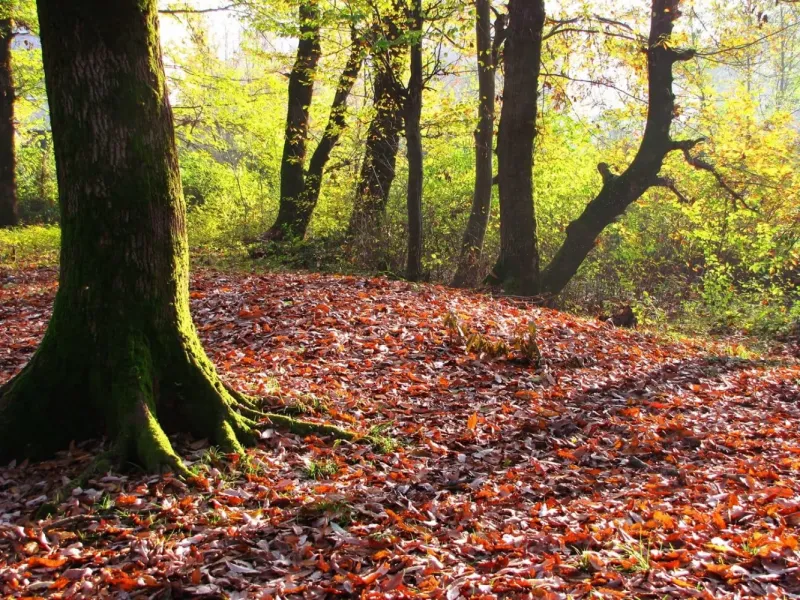 پارک جنگلی میرصفا لاهیجان / همه آنچه قبل از رفتن باید بدانید