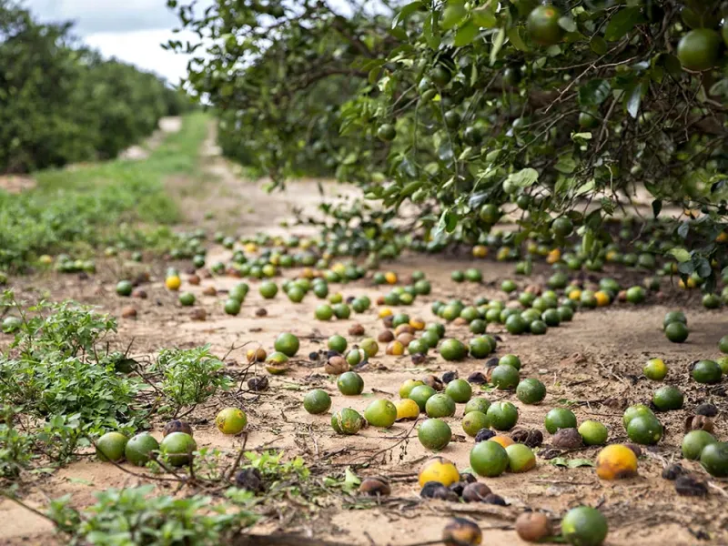 علت افتادن میوه نارس از درخت و روش های پیشگیری