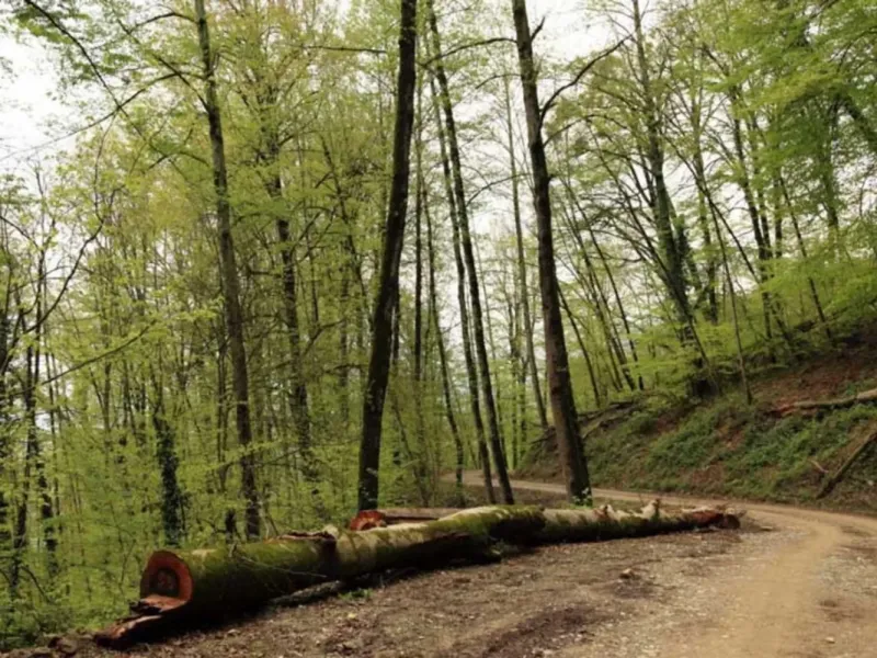 پارک جنگلی توسکا چشمه / جاذبه طبیعی بی نظیر در مازندران