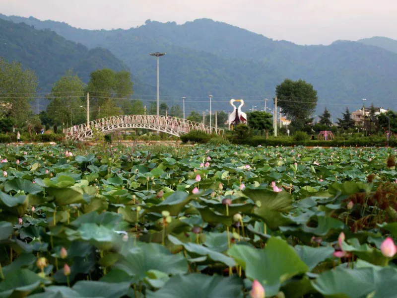 تالاب کیاکلایه لنگرود / گنجینه ای در حال ناپدید شدن