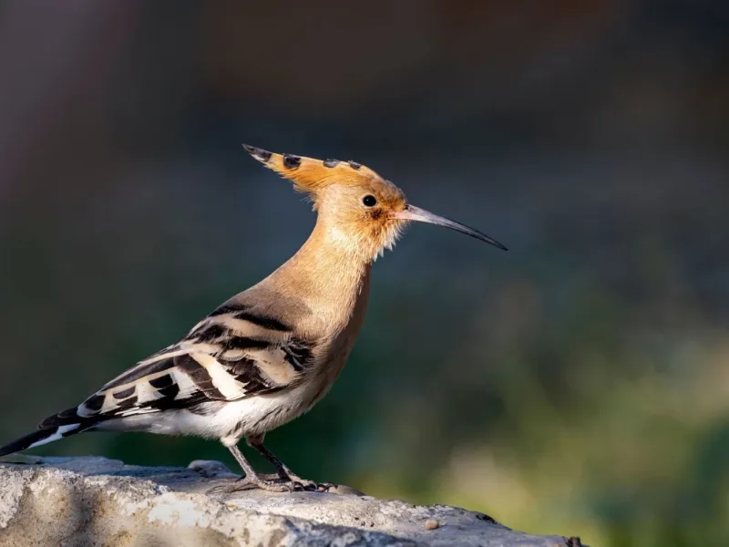 دارکوب بلوچی / بررسی زندگی و اهمیت این پرنده زیبا