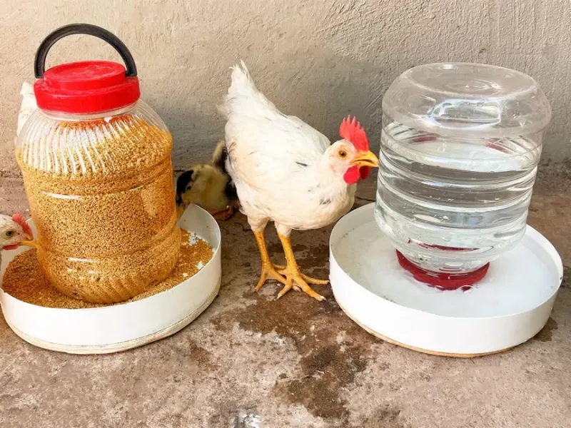 ایده خلاقانه ساخت آبخوری و دانخوری مرغ با بطری های دور ریختنی