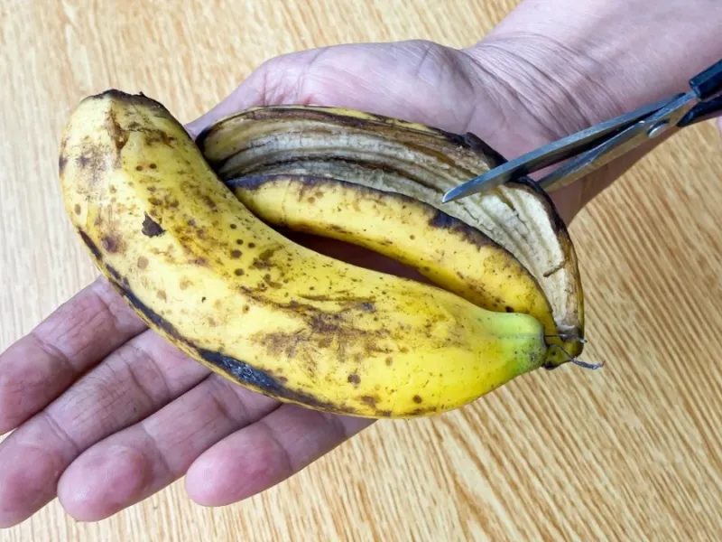 پوست موز را دور نندازید / پوست موز را خورد و از آن استفاده کنید