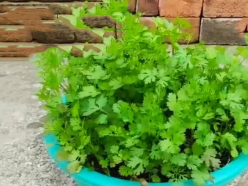 رشد گشنیز در خانه / آموزش کاشت گشنیز در گلدان تنها در 5 روز