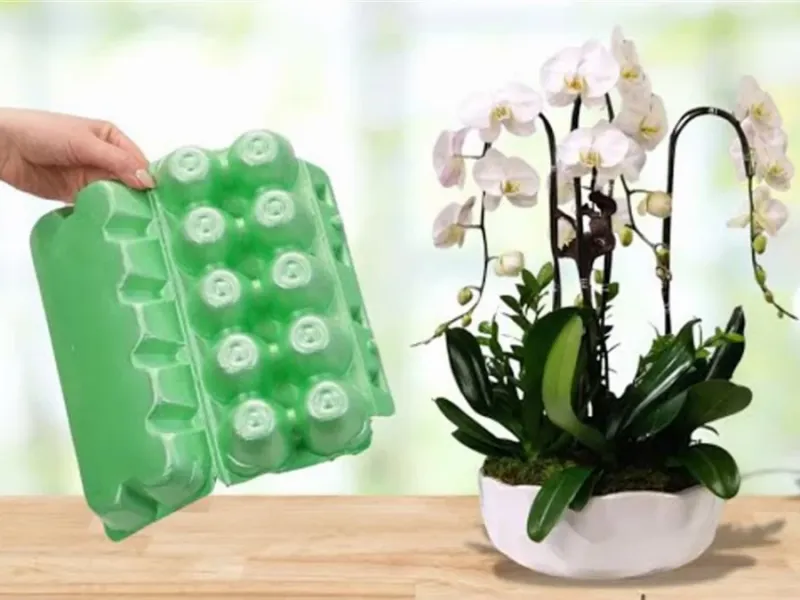 نحوه مراقبت از ارکیده: بهترین خاک برای ارکیده و حفظ سلامت و شکوفه دادن با شانه تخم مرغ