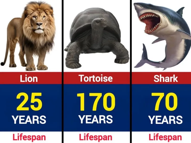 کدام حیوان طول عمر بیشتر و کدام عمر کمتری دارد ؟