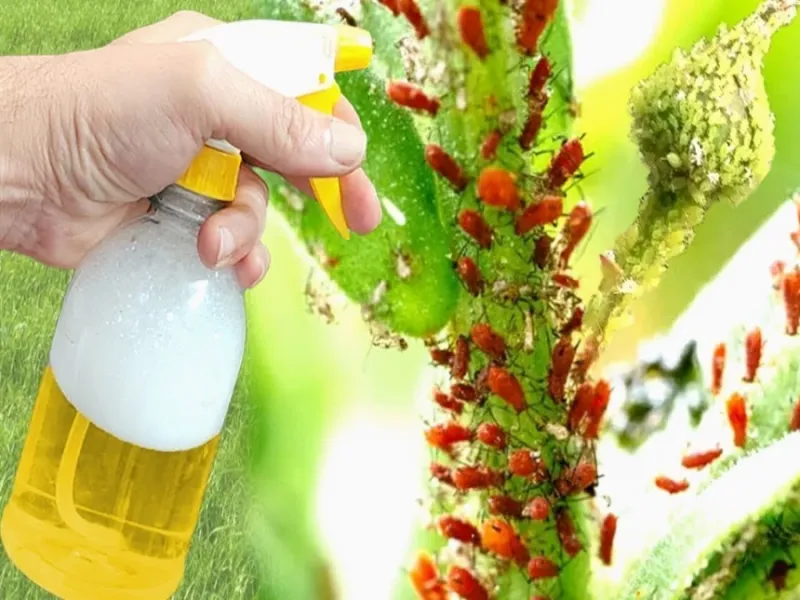 آموزش ساخت حشره کش ارگانیک فلفلی برای انواع گیاهان