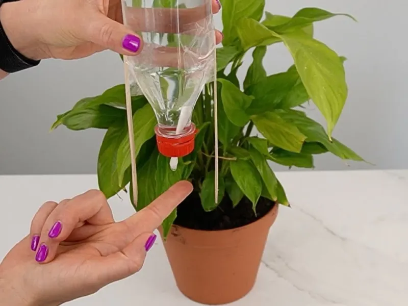 نحوه آبیاری قطره ای گلدان ها با بطری پلاستیکی و گوش پاک کن