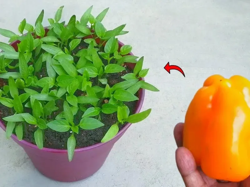 نحوه کاشت فلفل دلمه ای / آموزش قدم به قدم کاشت فلفل دلمه در گلدان