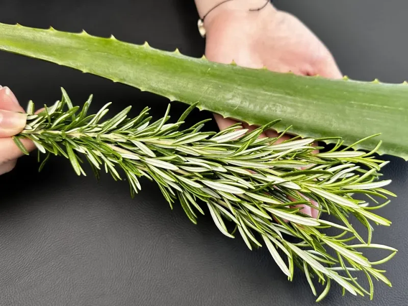 آلوئه ورا + رزماری / ترکیب بینظیر خانگی با آلوئه ورا