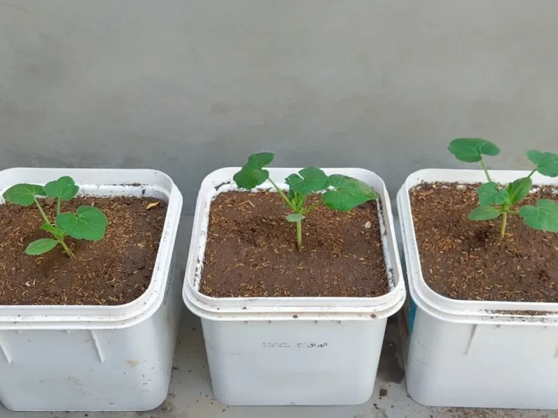 آموزش مرحله به مرحله کاشت و پرورش کدو سبز در گلدان