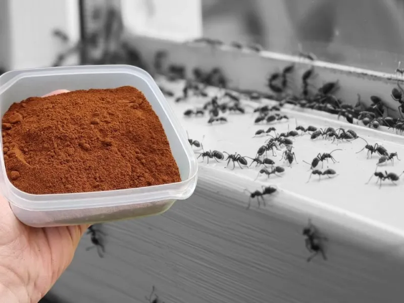 روش ارگانیک برای دفع مورچه ها در خانه، آپارتمان، حیاط یا باغ / فقط با کمی دارچین !